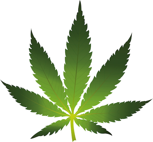 Cannabis leaf icon isolated