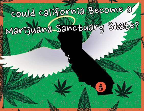 california marijuana sanctuary state